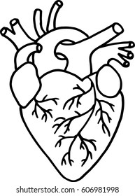Hand drawn human heart. Vector.