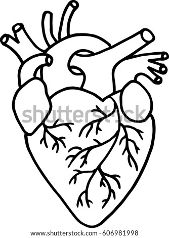 Hand Drawn Human Heart Vector Vector de stock libre de regal as 