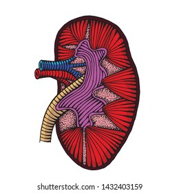 Hand Drawn Human Kidney Drawing Illustration Colored Engraved Style