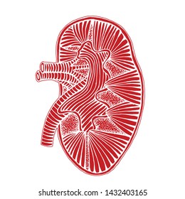 Hand Drawn Human Kidney Drawing Reverse Illustration With Out Line