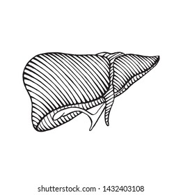 hand drawn human liver drawing - illustration engraved style