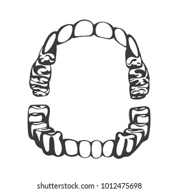 Hand drawn human open mouth with teeth.
Oral cavity isolated vector illustration.