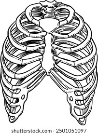 Hand drawn Human Rib cage Sketch Illustration