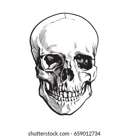 Hand drawn human skull, anatomical model, black and white sketch style vector illustration isolated on white background. Realistic front view hand drawing of human skull