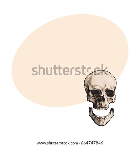 Hand drawn human skull, anatomical model with separated lower jaw, jawbone, sketch style vector illustration with space for text. Realistic hand drawing of human skull with separated jawbone