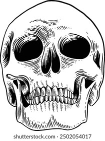 Hand drawn Human Skull Facing Up Sketch Illustration