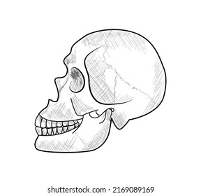 Hand Drawn Human Skull Profile White Stock Vector (royalty Free 