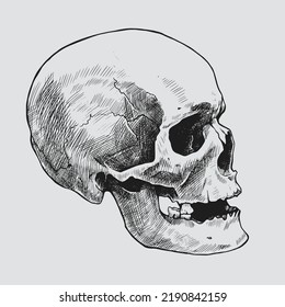 Hand drawn human skull in profile. Vector graphic illustration.