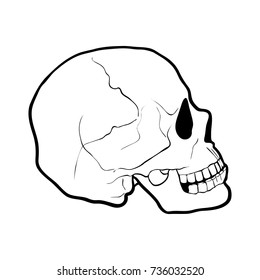 hand drawn human skull in profile, vector illustration