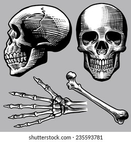 hand drawn human skull set