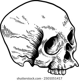 Dibujado a mano Cráneo humano Vista lateral Boceto Ilustración