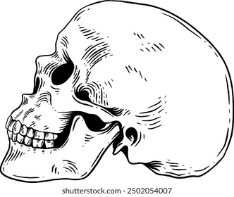Hand drawn Human Skull Side View Sketch Illustration