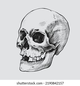 Hand drawn human skull. Vector graphic illustration.
