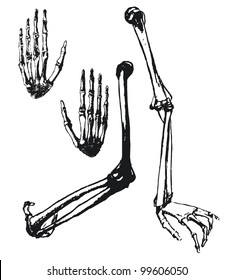 Hand drawn humerus, ulna and hand bones