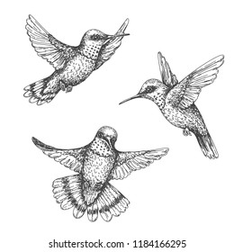 Hand drawn humming birds isolated on white. Monochrome flying hummingbirds set.  Front and side view colibri flight. Vector sketch.