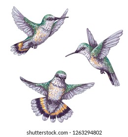 Hand drawn humming birds isolated on white. Colorful flying hummingbirds set.  Front and side view colibri flight. Vector sketch.