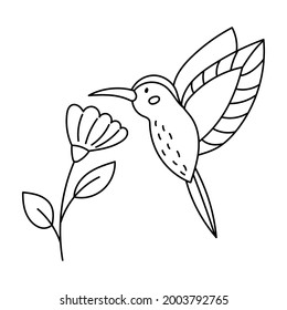 Hand drawn Hummingbird with tropical flower. Outline doodle bird. Line art. Coloring page. Black and white vector illustration. 