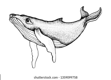 Hand drawn humpback whale isolated on a white background. Vector with animal underwater. Illustration for T-shirt graphics, fashion print, poster, textiles.