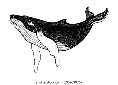 Hand drawn humpback whale isolated on a white background. Vector with animal underwater. Illustration for T-shirt graphics, fashion print, poster, textiles.
