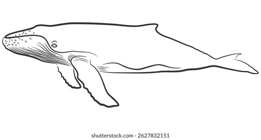Hand Drawn Humpback Whale Line Art Illustration