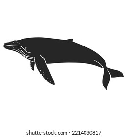 Hand drawn humpback whale vector illustration