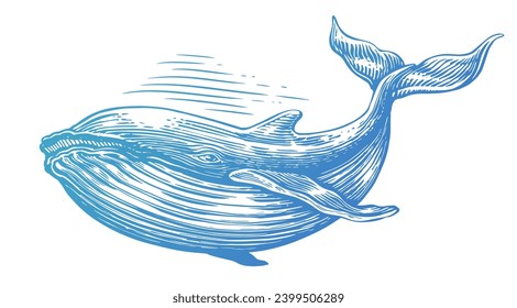 La ballena jorobada. Ilustración vectorial. Estilo de grabado de boceto subacuático