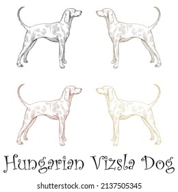 Hand Drawn Hungarian Or Magyar Vizsla Pointer Dog Vector Illustration
