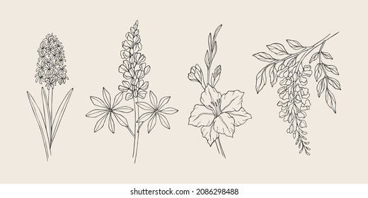 Hand drawn hyacinth, lupine, gladiolus, wisteria