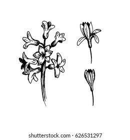 Hand drawn hyacinth. Sketch, vector illustration.