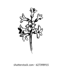 Hand drawn hyacinth. Sketch, vector illustration.