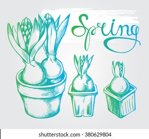 Hand drawn hyacinths. Vector illustration.