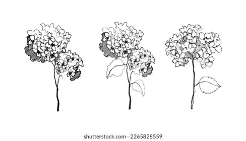 Hand drawn hydrangea flower. Continuous line botanical drawing. Vector set of flowers. Black and white flower illustration. Freehand botanical sketch.