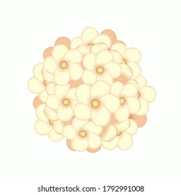 Hand drawn hydrangea rose yellow flower vector illustration, natural plant white background, wedding celebration birthday holiday invitation element, sticker, wallpaper, packaging