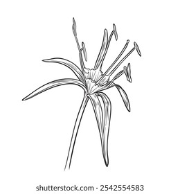 Flor hymenocallis littoralis desenhada à mão, ilustração vetorial desenhada de flor silvestre isolada sobre fundo branco.