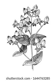 Hand drawn hypericum branch. Sketched vector illustration. Popular greenery. Easy to use for your wedding designs