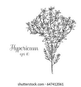 Hand drawn hypericum wild flower and leaves.