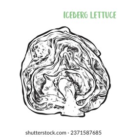 Hand drawn Iceberg lettuce. Sketch illustration