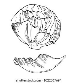 Hand drawn iceberg lettuce. Vector sketch  illustration.