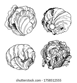 Hand dibujó lechuga de Iceberg.  Ilustración de esbozo de vector 