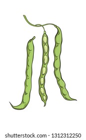 Hand drawn icon of fresh French green beans (string bean pod) for posters, brochures, banners, restaurant menu design and market. Healthy food and vegetarian conception 