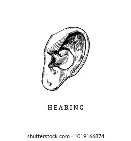 Hand drawn icon of human sense of Hearing in engraved style. Vector illustration of man's Ear.