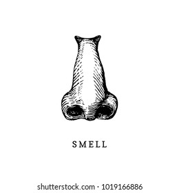 Hand drawn icon of human sense of Smelling in engraved style. Vector illustration of nose.