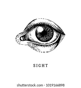 Hand drawn icon of human Sight sense in engraved style. Vector illustration of man's Eye.