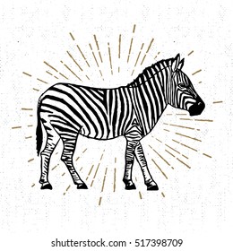 Hand drawn icon with textured zebra vector illustration.