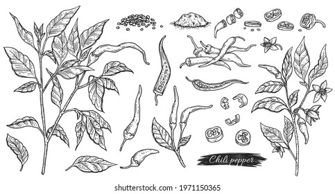 Hand drawn icons or symbols of chili pepper, color engraving vector illustration isolated on white background. Pepper hand drawn images of whole plant and spicy pods.