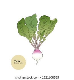 Hand drawn illstration of Turnip plant for forage. Brassica rapa. Vector.