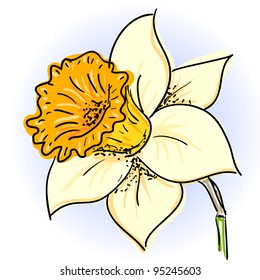 Hand drawn illusthration of daffodil (narcissus )