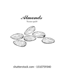 Hand drawn illustration Almond seeds for Logo, Packaging, monochrome ink style vector eps10.