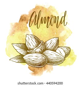 Hand drawn illustration of almonds on color watercolor background. Vector illustration. Natural collection. Nuts