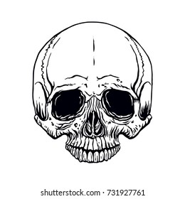 hand drawn illustration anatomy human skull without lower jaw